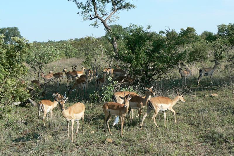 16 REGIONE DEL MPUMALANGA Parco Kruger